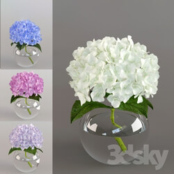 Plant Spray the hydrangea 