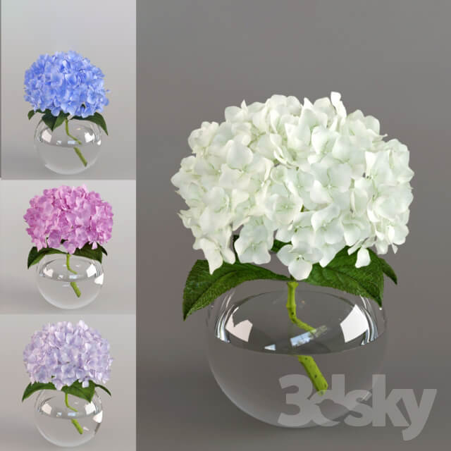 Plant Spray the hydrangea