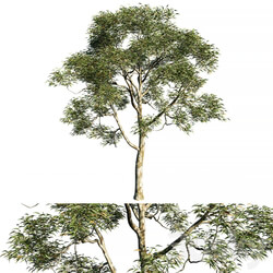 Eucalyptus saligna tree 02 