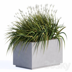 windy grass and Plants in Concrete Box 
