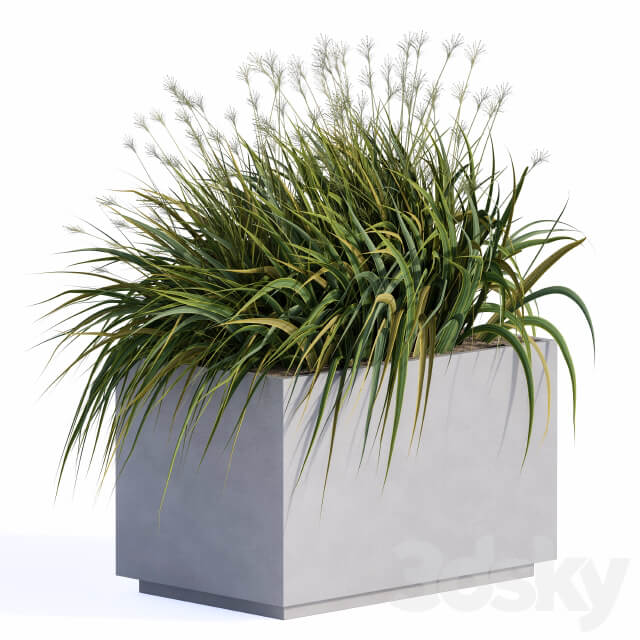 windy grass and Plants in Concrete Box