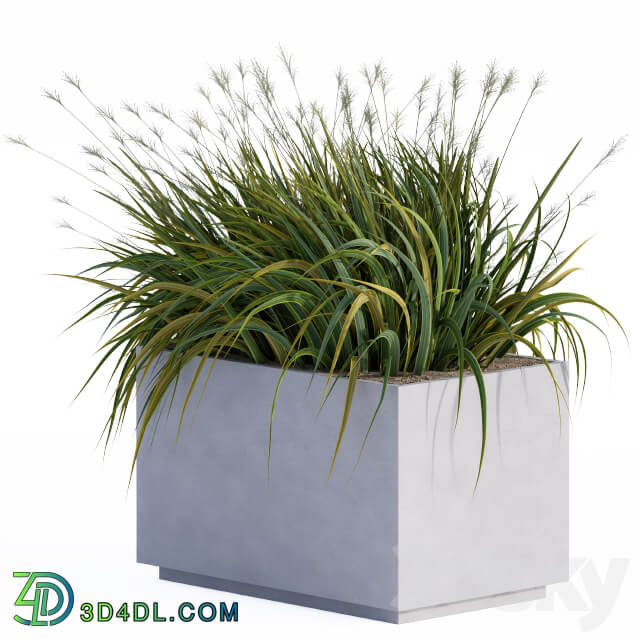 windy grass and Plants in Concrete Box