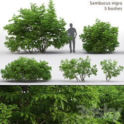 Elderberry Sambucus nigra 3 