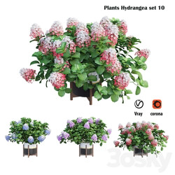 Plants Hydrangea set 10 