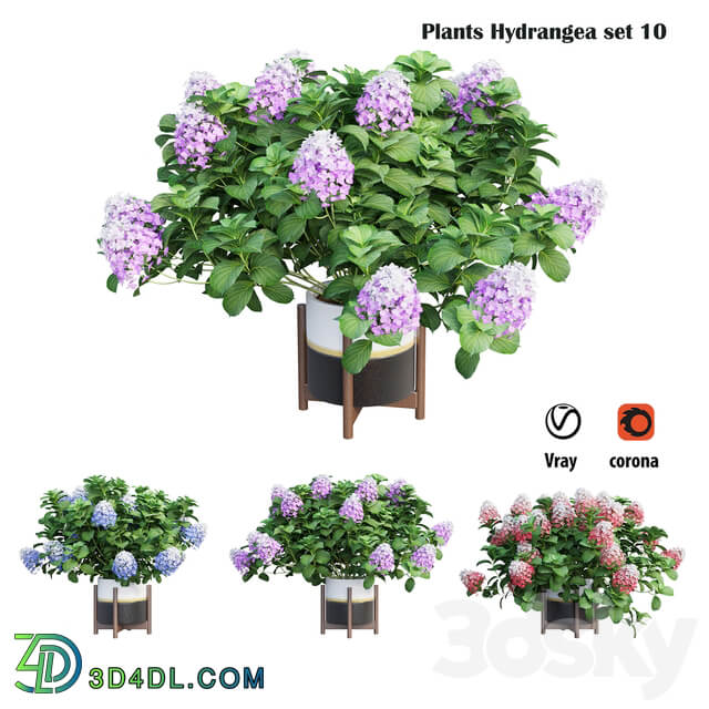 Plants Hydrangea set 10