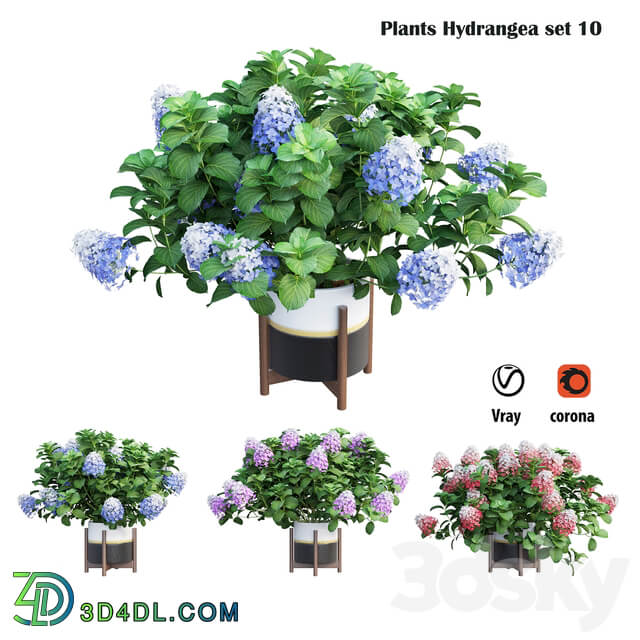 Plants Hydrangea set 10