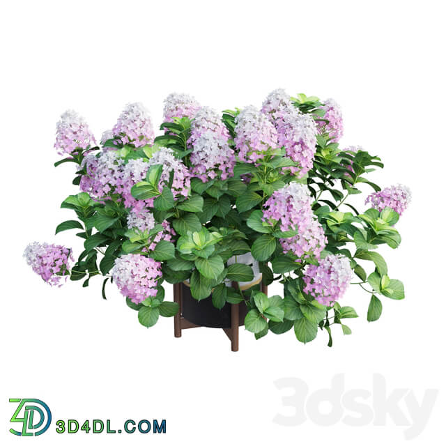 Plants Hydrangea set 10