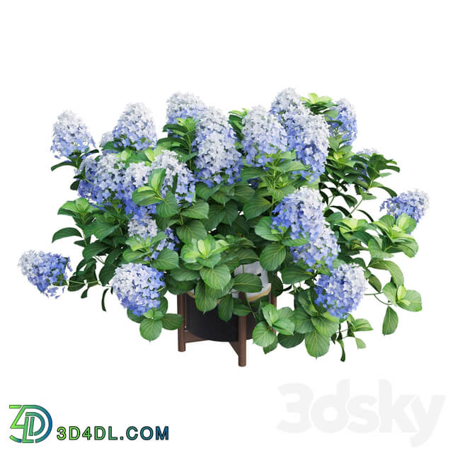 Plants Hydrangea set 10