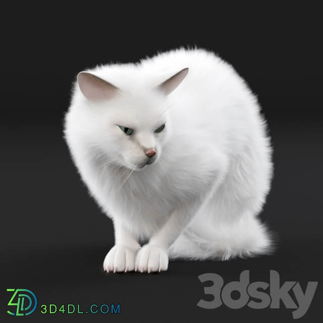 White cat rig 