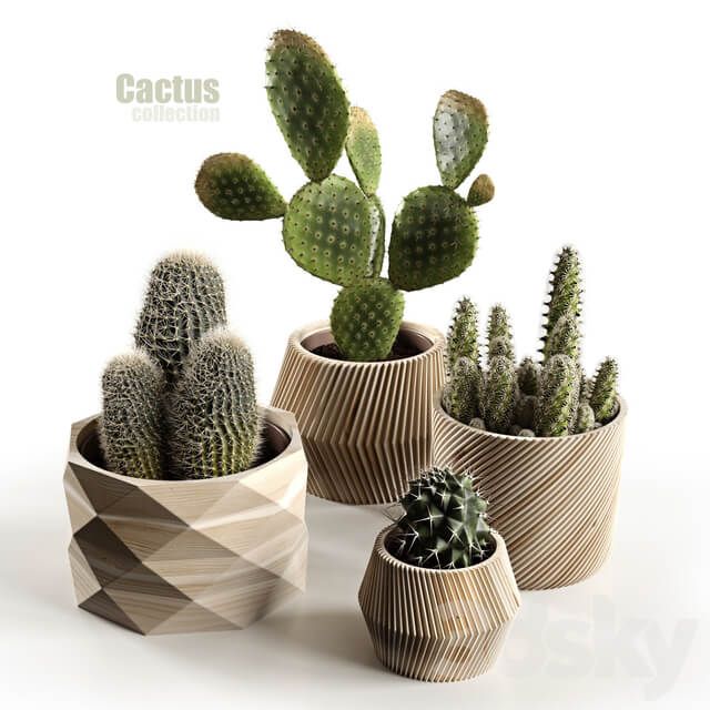 Cactus collection