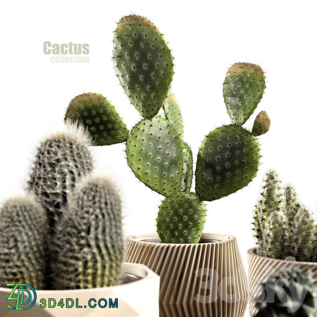 Cactus collection