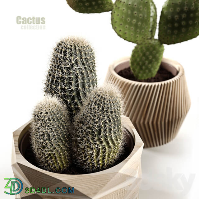 Cactus collection