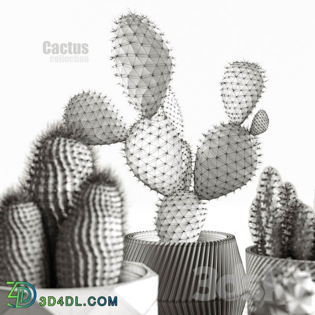 Cactus collection