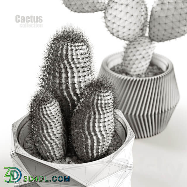 Cactus collection