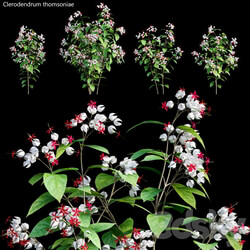 Clerodendrum 01 