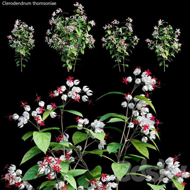 Clerodendrum 01