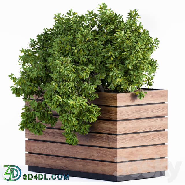 Plant Box Green Wood