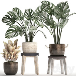 Collection of plants 450. Monstera variegated 