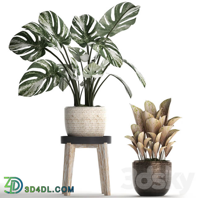 Collection of plants 450. Monstera variegated