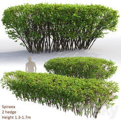 Spiraea 3D Models 