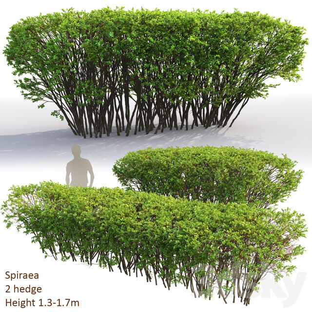 Spiraea 3D Models