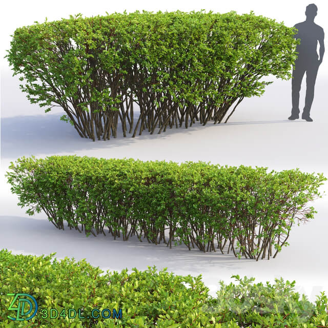 Spiraea 3D Models