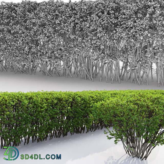 Spiraea 3D Models