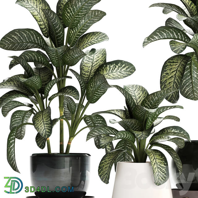 Plant Collection 452. Dieffenbachia