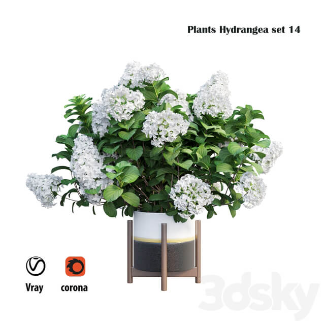 Plants Hydrangea set 14