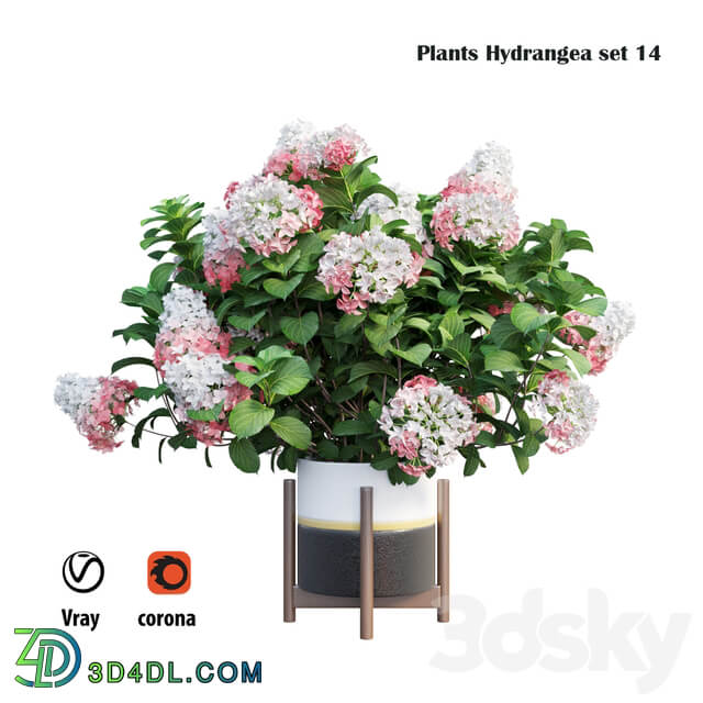 Plants Hydrangea set 14