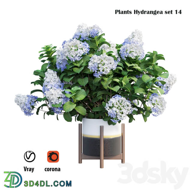 Plants Hydrangea set 14