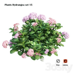 Plants Hydrangea set 15 