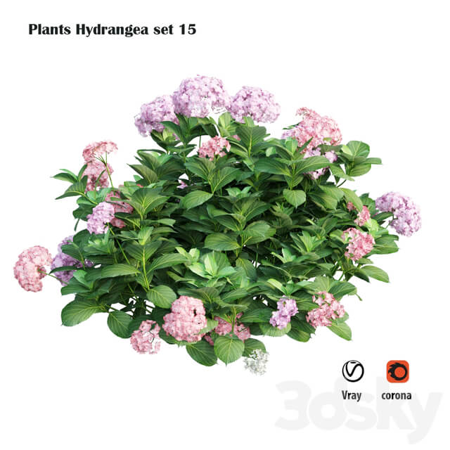 Plants Hydrangea set 15