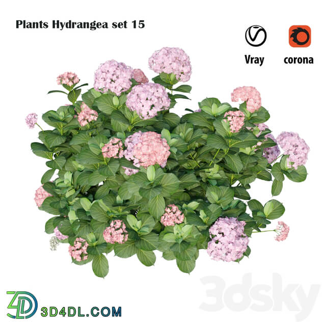 Plants Hydrangea set 15