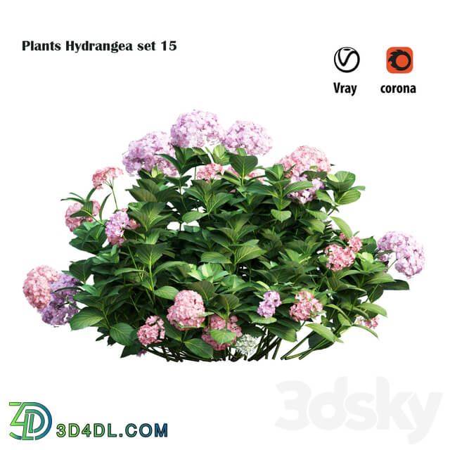 Plants Hydrangea set 15