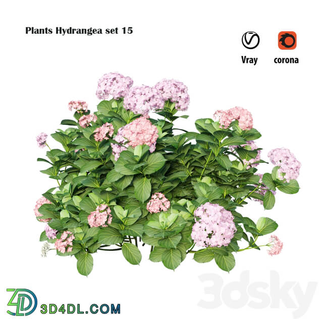 Plants Hydrangea set 15