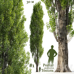 Poplar Populus 1 
