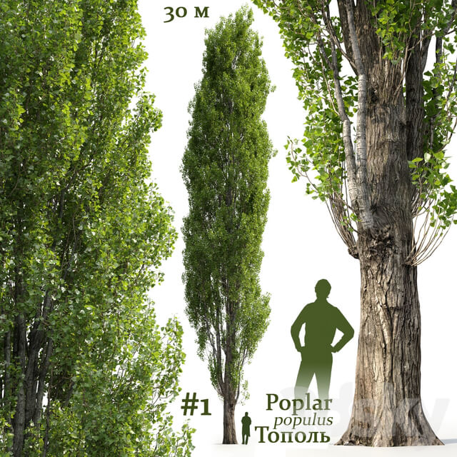 Poplar Populus 1