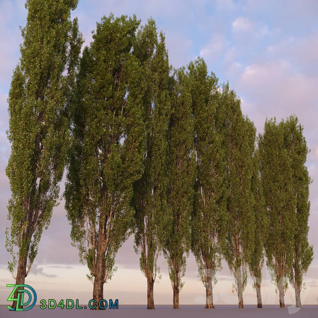 Poplar Populus 1