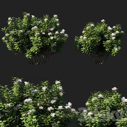Rhododendron ponticum 01 