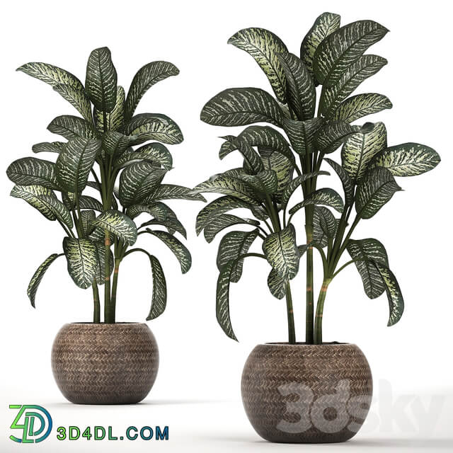 Plant Collection 455. Dieffenbachia