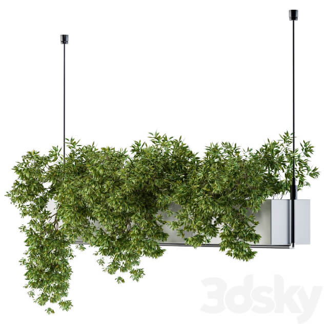 Hanging box plant