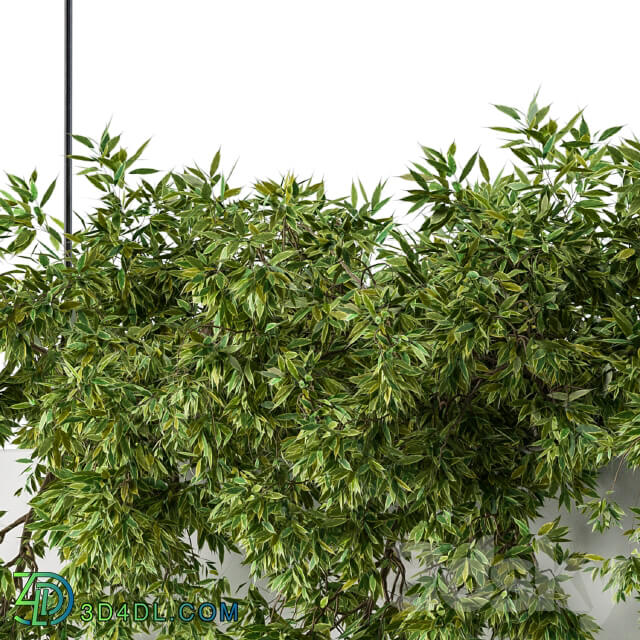 Hanging box plant