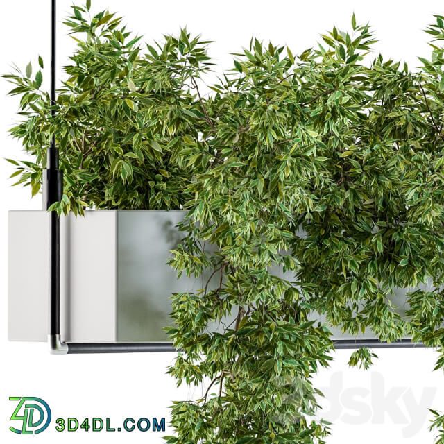 Hanging box plant