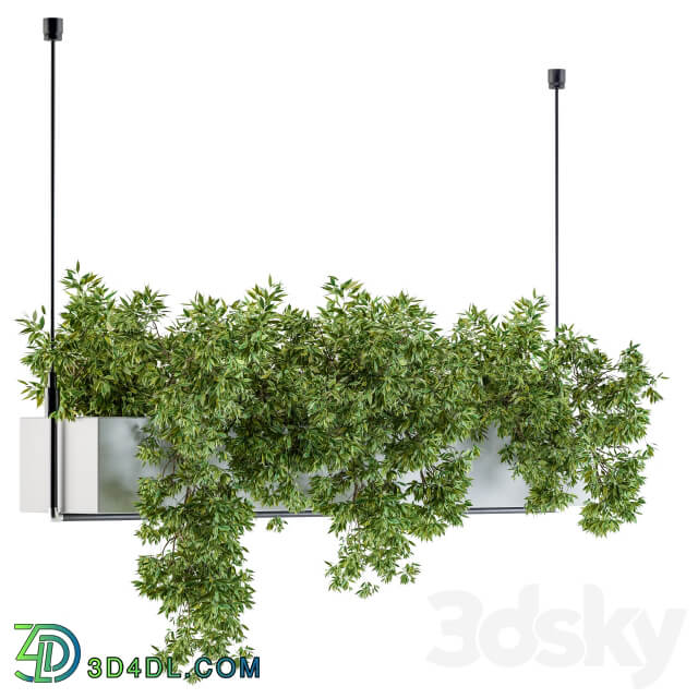 Hanging box plant