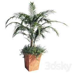 Kentia palm 