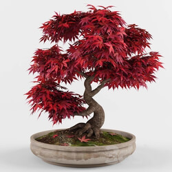 Bonsai japanese maple decorative tree 