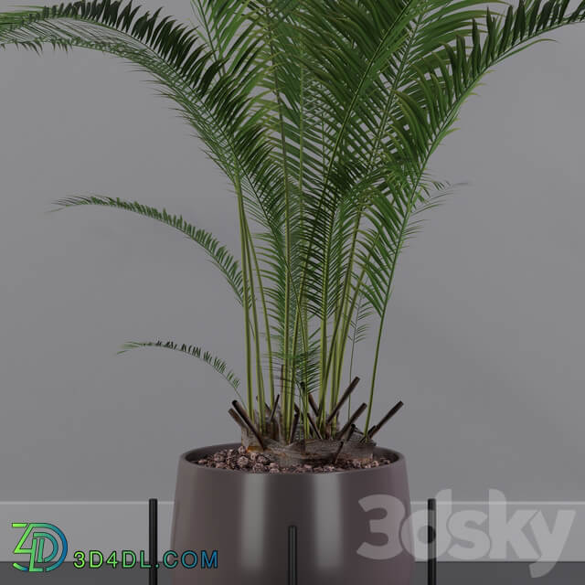 Plants collection 002 Areca Palm 01