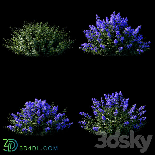 Fassen 39 s Catcher Nepeta fassenii 2