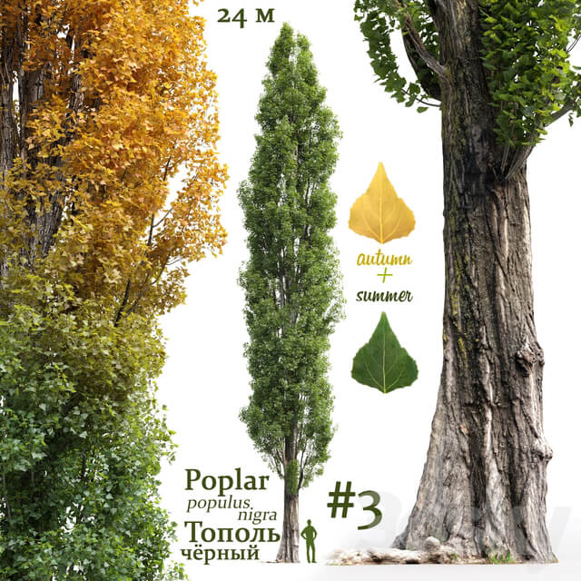 Poplar Populus nigra 3
